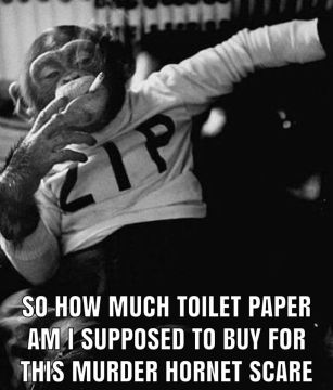 toilet paper